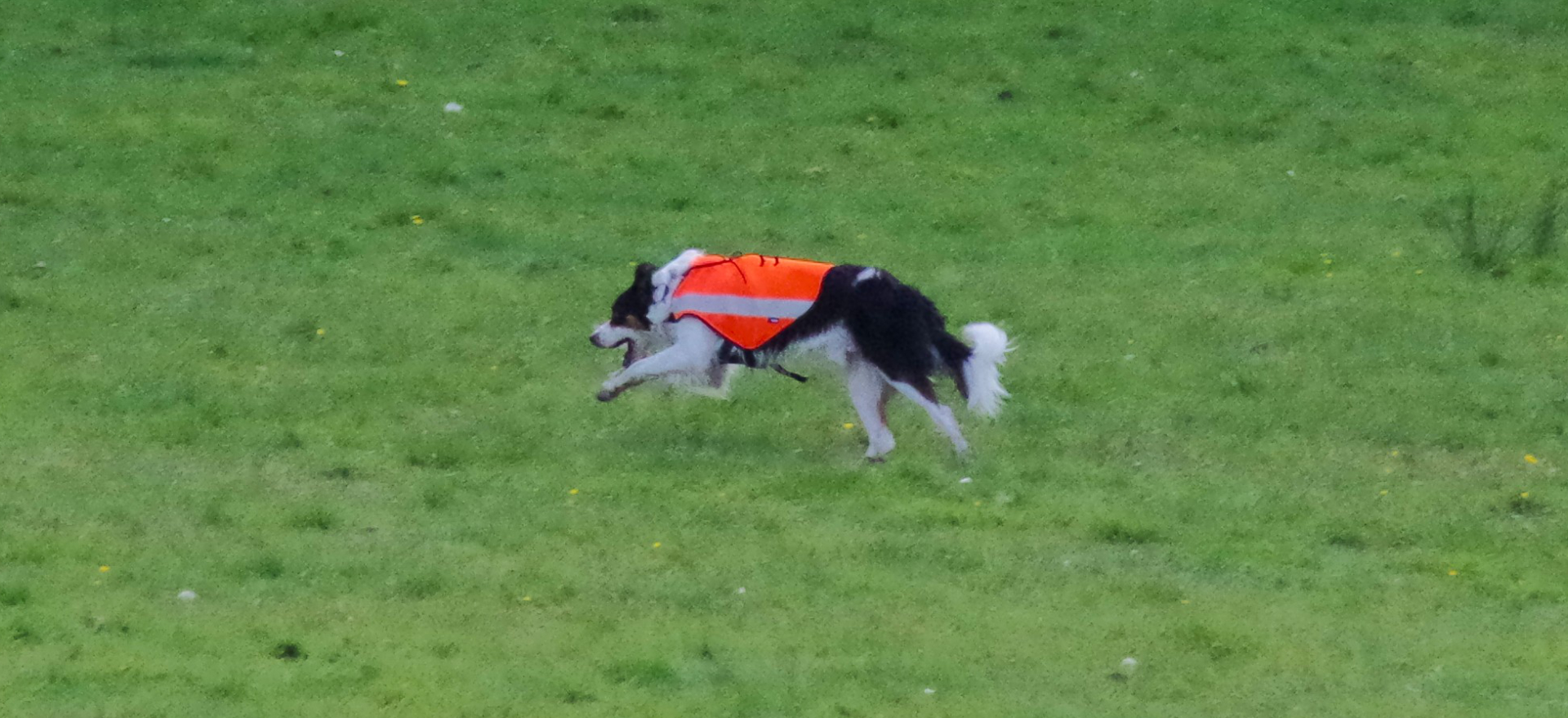 K9 Search and Rescue